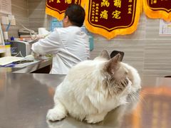 -瑞派名望志远动物医院·猫科·內科·异宠专科(直港大道店)