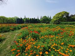 -上海滨江森林公园