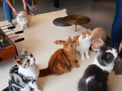 -飞行喵MR PILOT|猫舍·猫咖(静安大融城店)