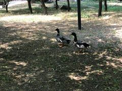 -北京麋鹿生态实验中心