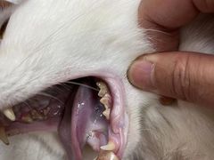 -瑞鹏宠物医院·骨科·猫科·内科(第一中心)