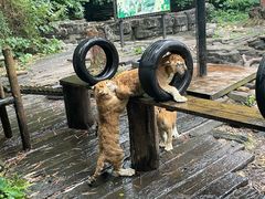 -广州长隆野生动物世界