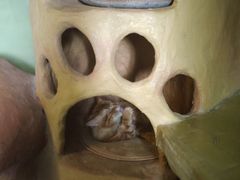 -猫猫幼稚园·撸猫·桌游·电玩