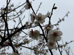 -香雪海