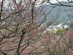 -香雪海