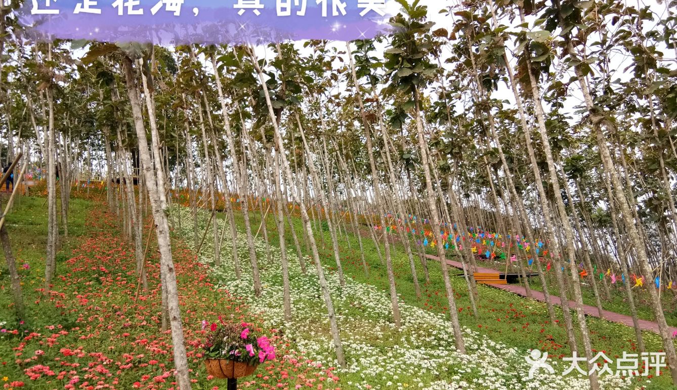 春日出游攻略3  云梯山的黄花铃木开啦