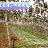 春日出游攻略3  云梯山的黄花铃木开啦