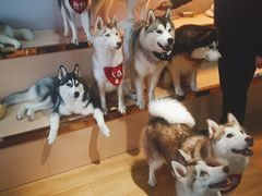 -Husky Go! 哈士奇体验馆·宠物咖啡厅狗咖