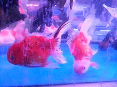 -大自然花鸟鱼虫市场