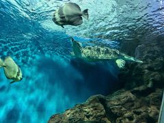 -上海海洋水族馆