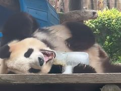 -大连森林动物园