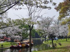 -上海共青森林公园