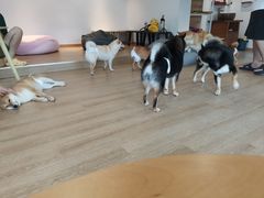 -南京Hallo宠物乐园·哈罗犬舍·柴犬繁育基地