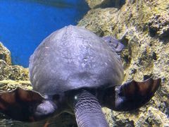 -欢乐海岸海洋奇梦馆