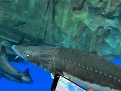 -上海海洋水族馆