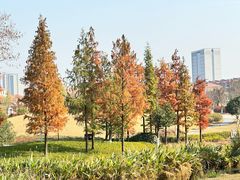 -西山漾湿地公园