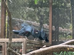 -广州长隆飞鸟乐园