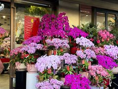 -溪岸路花鸟市场