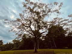 -中国科学院西双版纳热带植物园