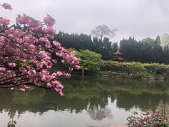 -嘉定紫藤园