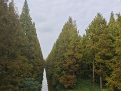 -黄海国家森林公园