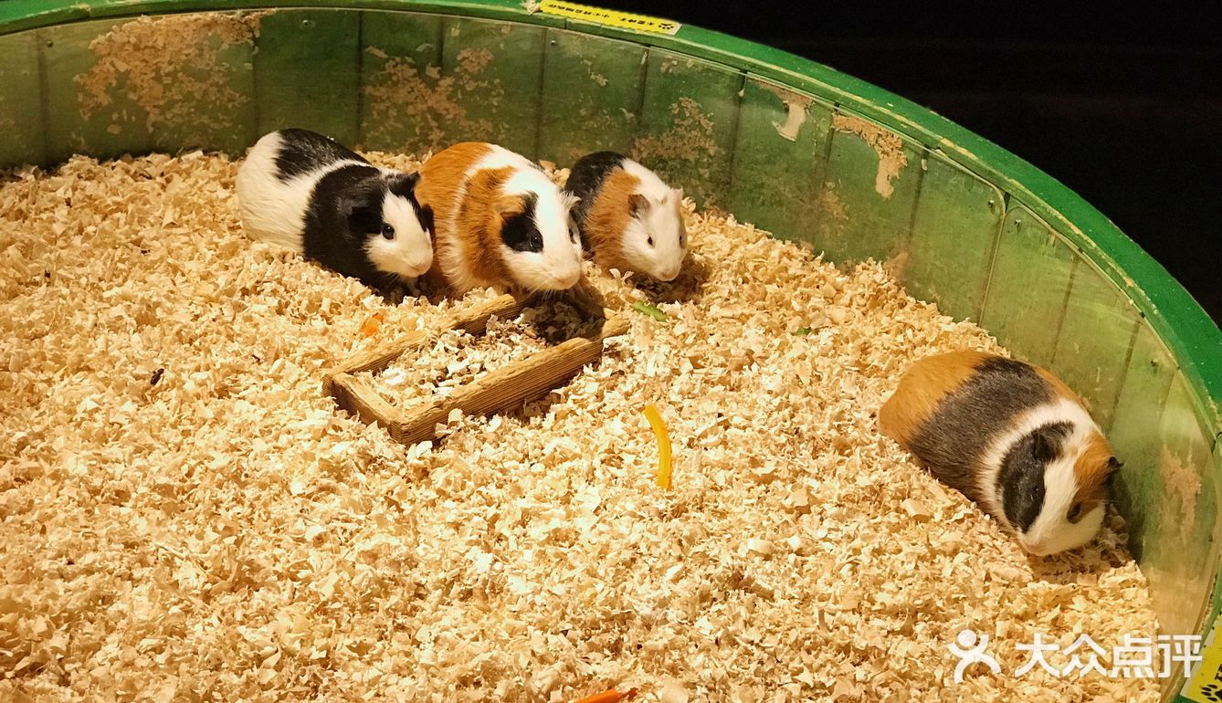 只有企鹅和水母和几个小鱼 海星不能手摸