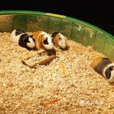 只有企鹅和水母和几个小鱼 海星不能手摸