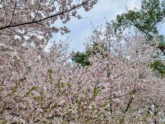 -东湖磨山景区樱花园-停车场