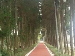 公园内-上海长兴岛郊野公园