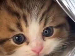 -非烤勿扰自助烤肉(东坑四季广场店)