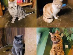 -猫猫幼稚园·撸猫·桌游·电玩