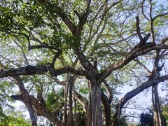 -瑞丽独树成林风景区