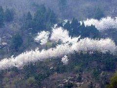 iphone_upload_pic-樱花山风景区