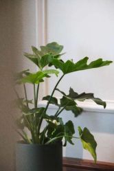 -优刻西服西装定制(金轮国际广场店)