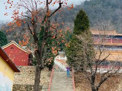 -遵化市禅林寺古银杏风景园