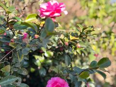 -万佛湖许老大铁锅鱼(黑金冠店)