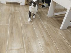 -李小姐の猫咖啡馆(五角场店)