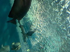 -上海海洋水族馆