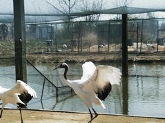 -盐城丹顶鹤湿地生态旅游区