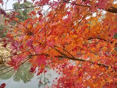 -昆山城市生态森林公园