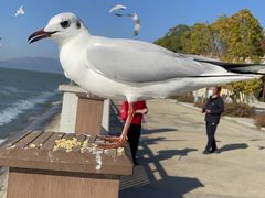 -呈贡滇池生态湿地公园