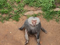 -西霞口神雕山野生动物世界