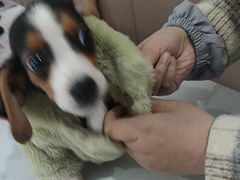 -天使宠物医院·犬猫分诊(彩虹店)