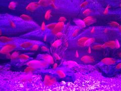 -芜湖新华联大白鲸海洋公园