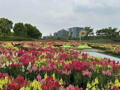-春花秋色城市公园
