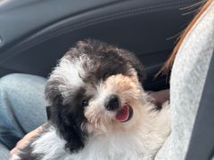 -翊宠yipet猫狗购宠庄园