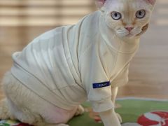-COLOR PETS 撸猫馆·购猫·猫咖(长风大悦城店)