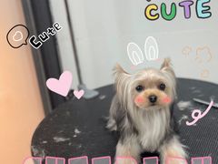 -帕帕拉兹宠物(亚洲旗舰店)