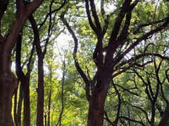 -徐家汇源景区-衡山公园