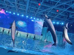 -海合安青岛极地海洋公园